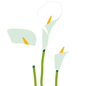 Calla lily