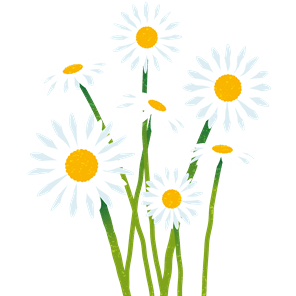 Daisy