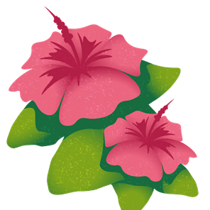 Hibiscus