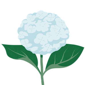Hydrangea