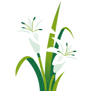 Lily