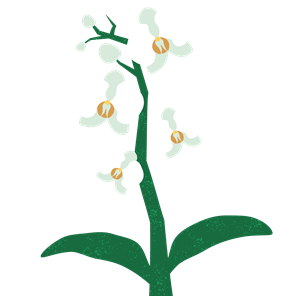 Orchid