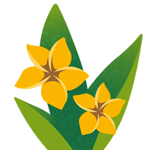 Plumeria