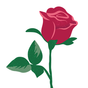 Red rose