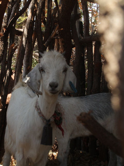 Goat in enclosure