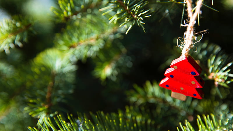 Christmas Tree with small red decoration (Markus Spiske via Unsplash)