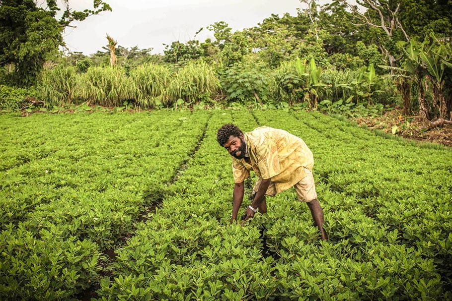 Peanuts are a key cash crop on Tanna, which Nasi Tuan is helping locals to grow again after the cyclone. Photo: Nasi Tuan