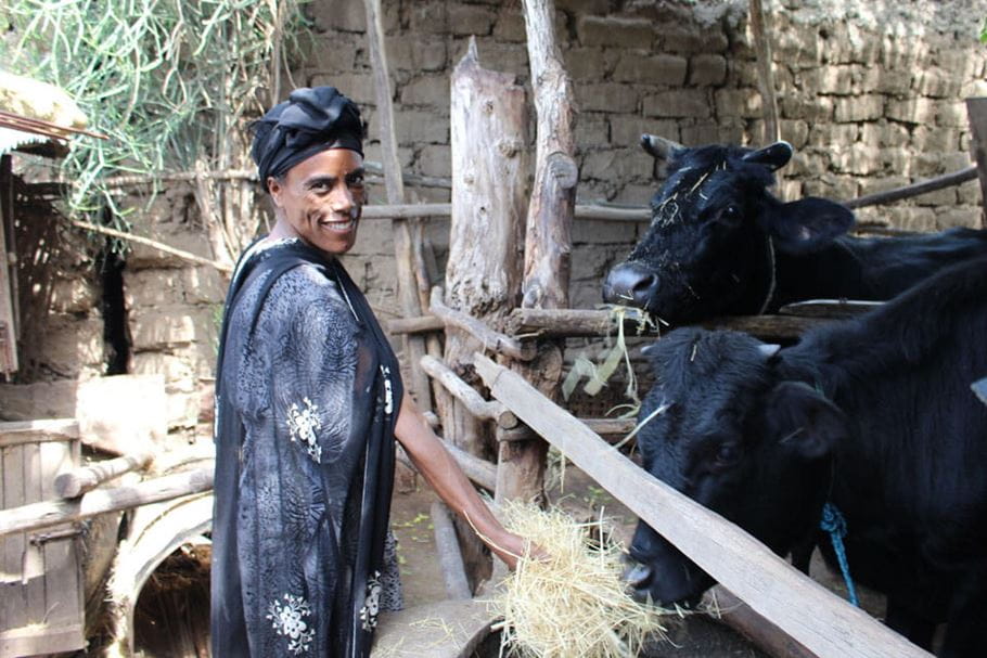 Tsige with her cows