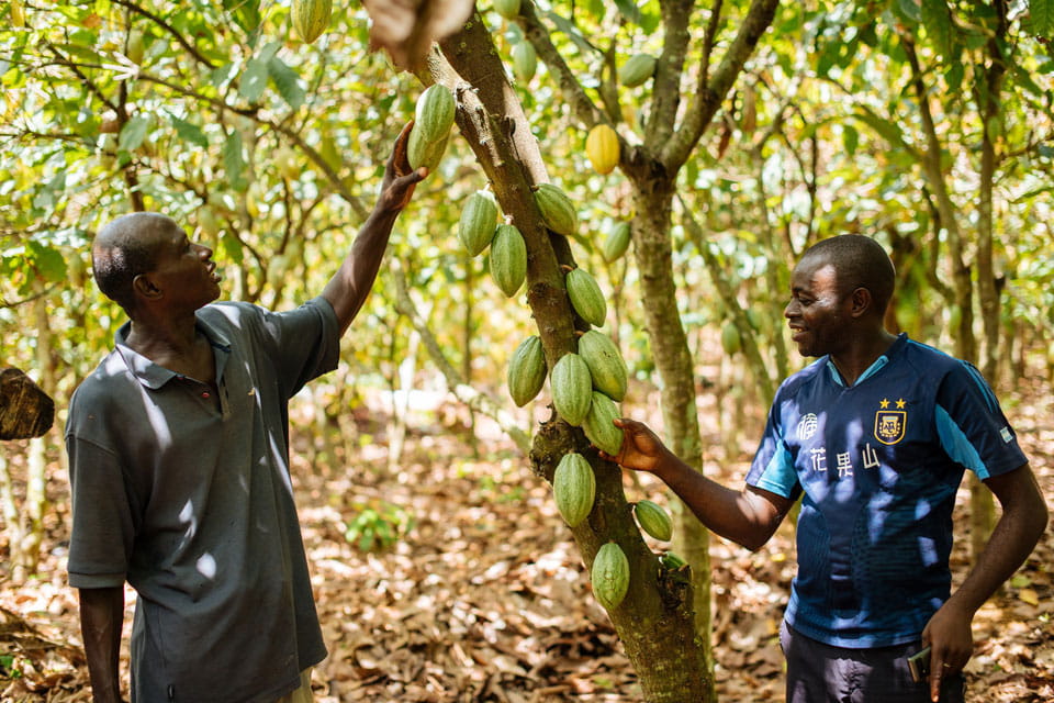 Richard and buyer at cocoa crop