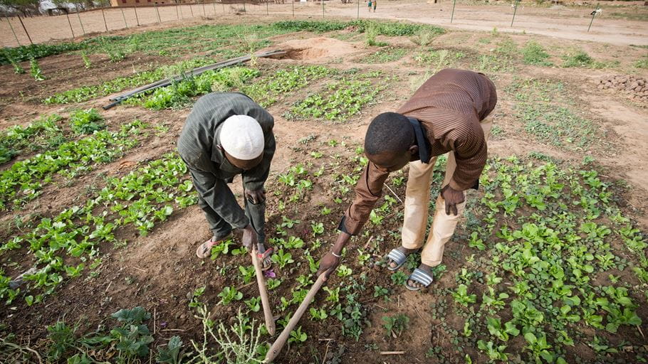 Two men at work in a Tearfund-funded garden in Dosso Province. Credit: Richard Hanson/Tearfund