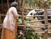A woman passes green plants to a cow in a wooden fenced pen.
