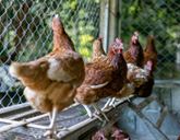Several chickens are stood on a platform in a chicken pen.