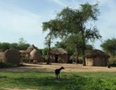Several mud houses surrounded by green trees. In front of the houses stands a goat.