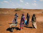 Four people are walking across a barren landscape with a wheel barrow positioned in front of them. Three are holding sacks in their hands.