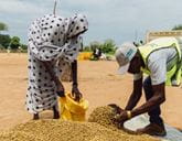 A woman in a polka-dot head covering and a man in a high-visibility vest fill a sack from a large pile of light brown grains on a white sheet on the ground.
