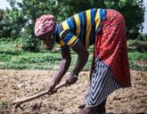 A woman in a field bends over to work the ground with a hoe.