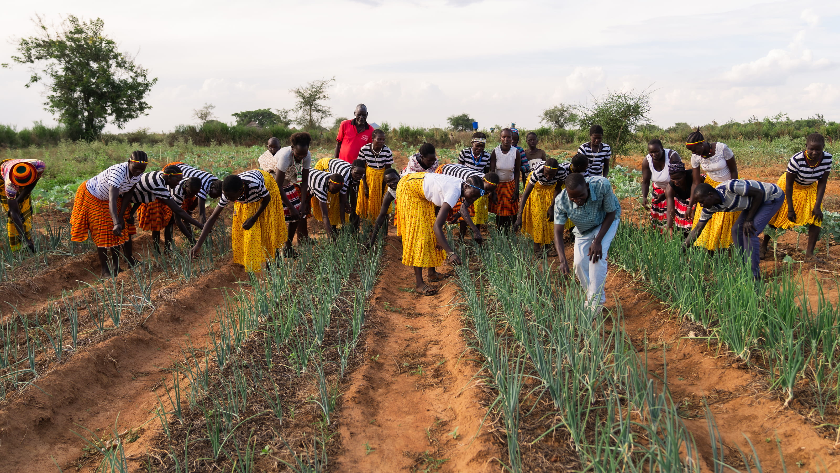 A large group of people check the stems of vegetation growing up from beds in the ground. 