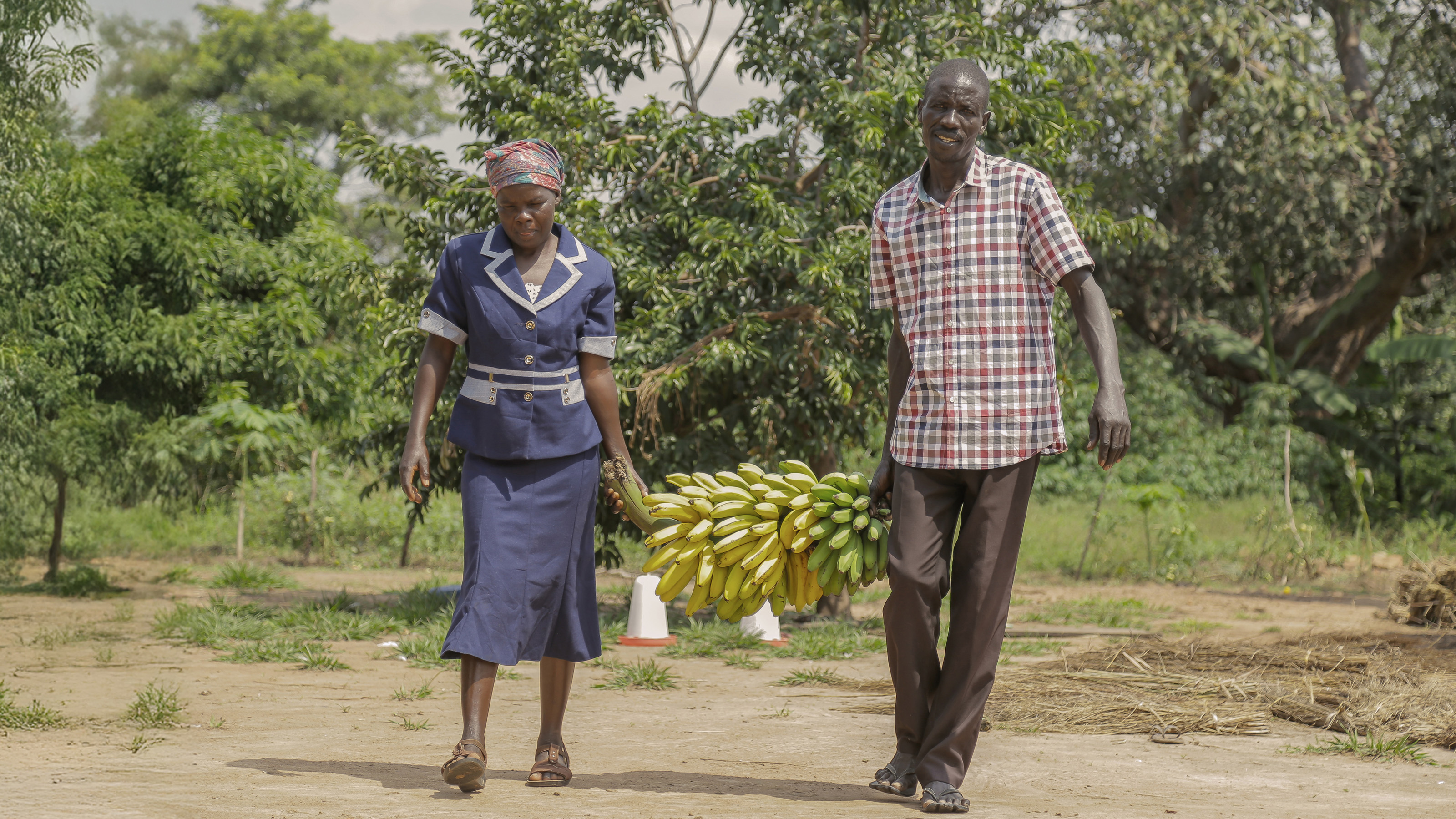 A man and a woman carry a large bunch of bananas between them. 