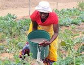 A woman pours water from a large bucket over some crops in a field.