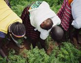 Three women are bent over, working in a field of green leafy plants. One woman has a baby wrapped on her back. The woman on the left wears a yellow top and beaded necklace.