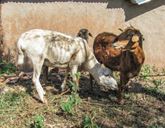 Three goats stand on dry grass in front of a light brown wall.