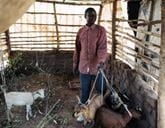 A man is stood in a wooden pen holding goats on leashes.