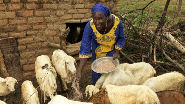 A woman is smiling while holding a bowl of food and feeding a group of goats.