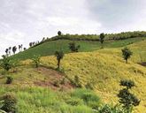 Lush green rolling hills with trees.
