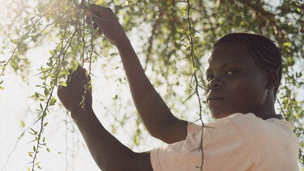 Woman standing below a tree looks at the camera while handling branches against sunlit background.