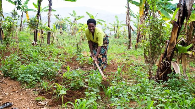 A woman using a hoe in a green field surrounded by banana trees, wearing a bright green top and patterned skirt, with hills in the background.