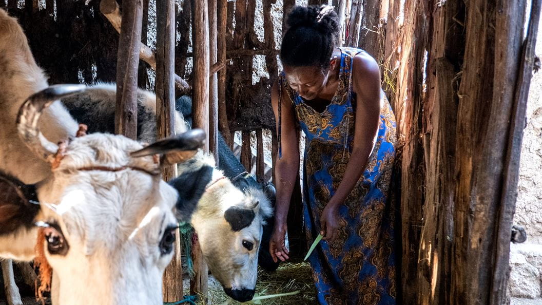 A woman feeding cows in a barn area