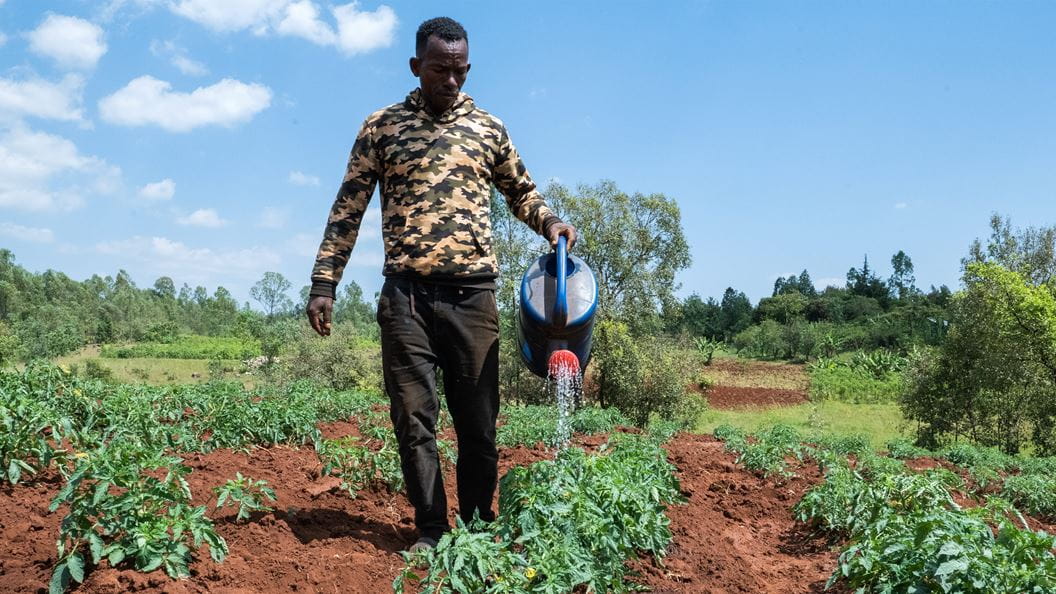 A man watering crops