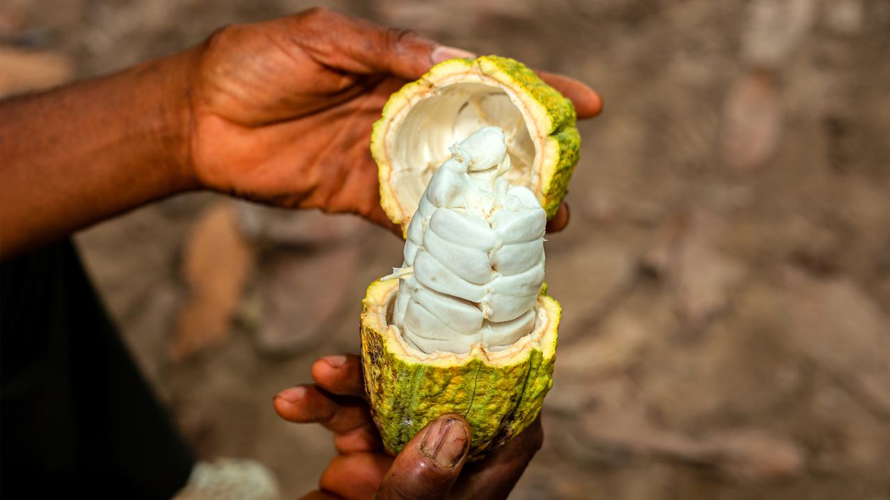 A nut with the shell half open