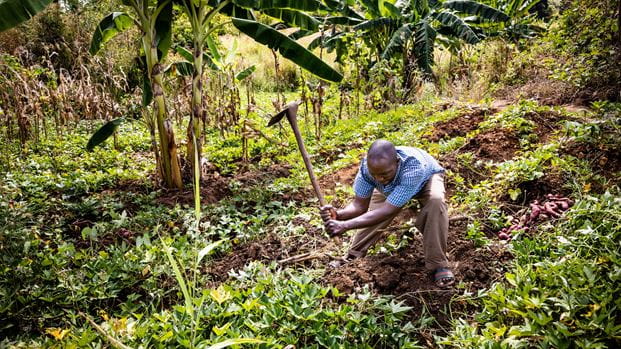 Banda working on his farm