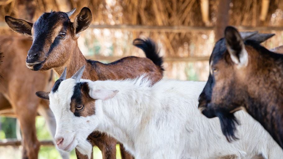 Some of Banda’s goats.