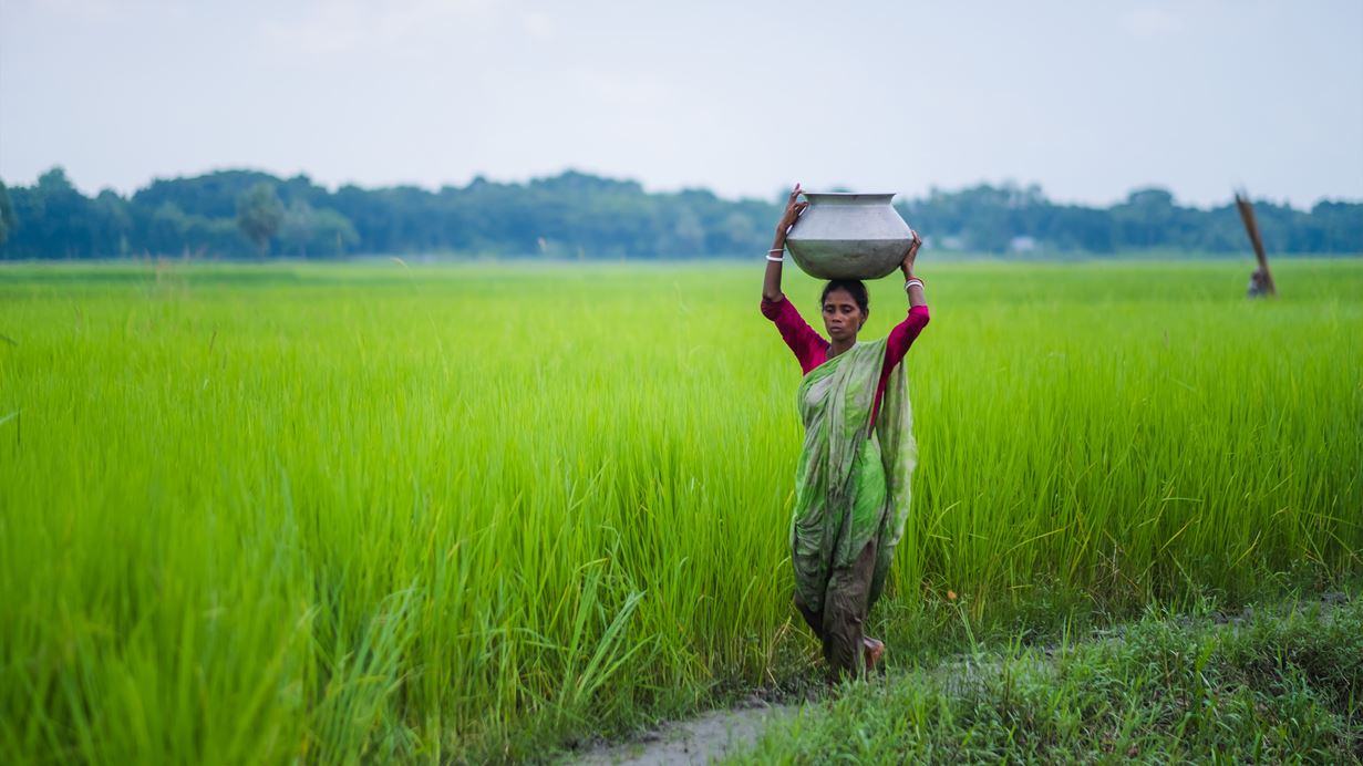 A woman in a sari carries a pot on her head through a lush green rice field.