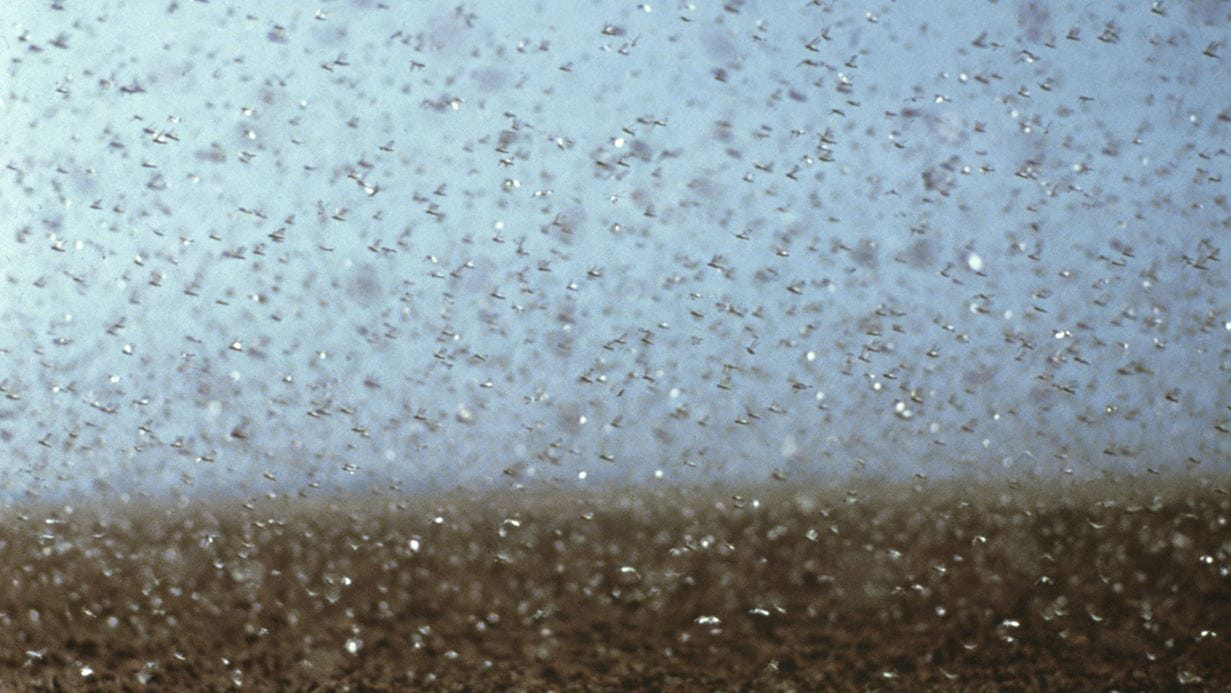 Locusts swarming in East Africa (credit: CSIRO)