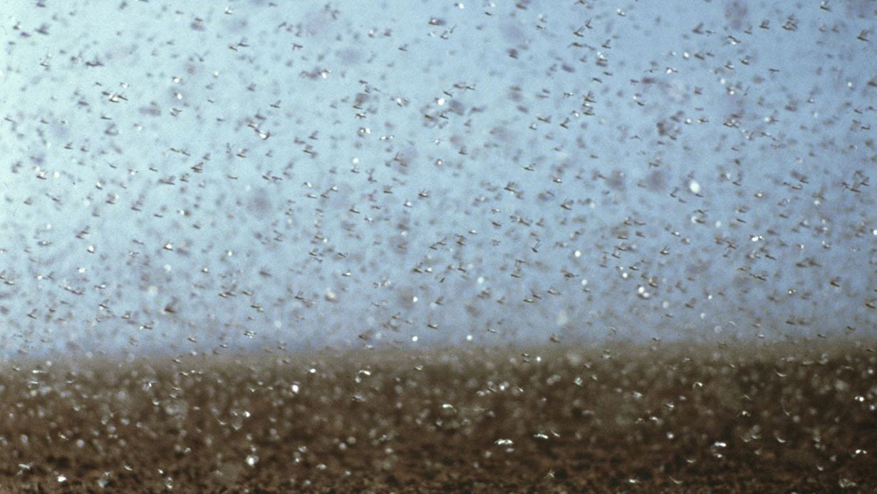 Locusts swarming in East Africa (credit: CSIRO)