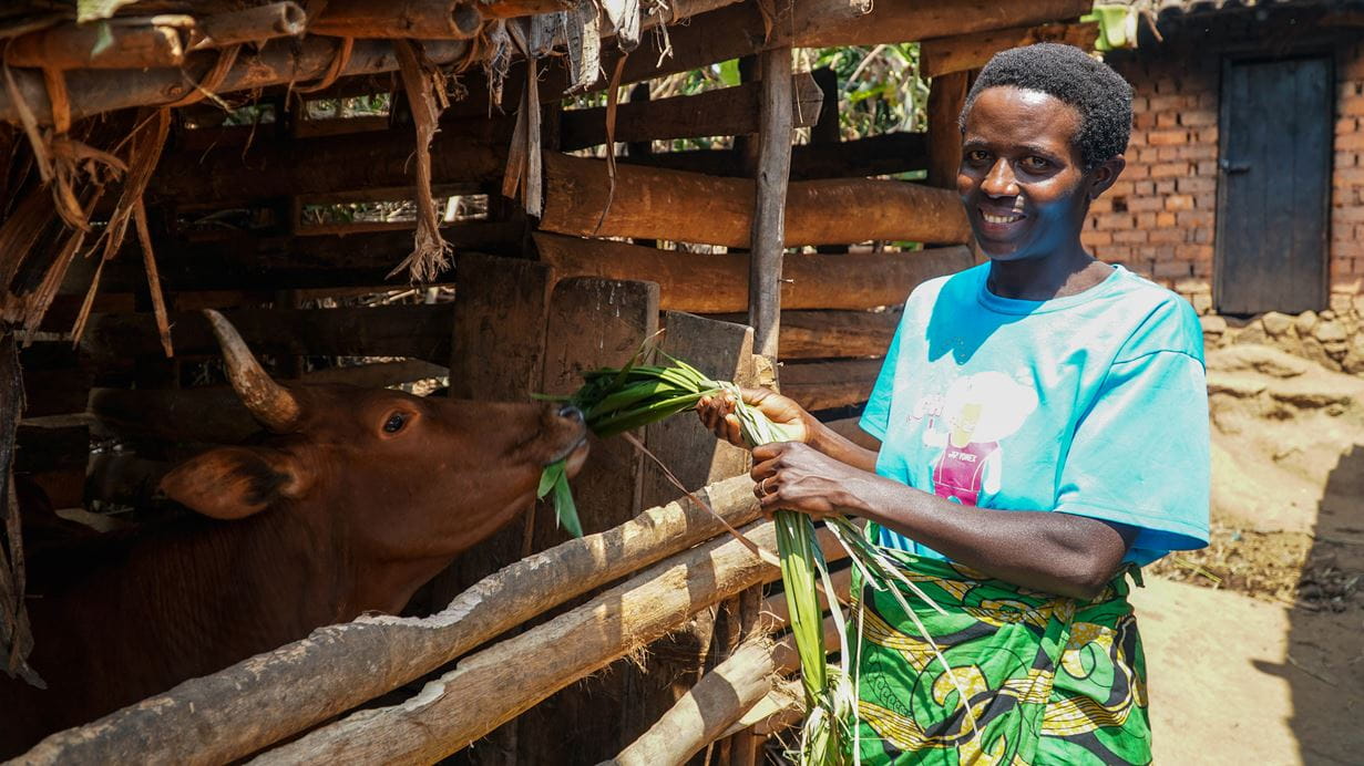 Diane feeds the family cow that she has been able to buy through the help of the self-help group she is a part of | Credit: Diane Igirimbabazi/Tearfund.