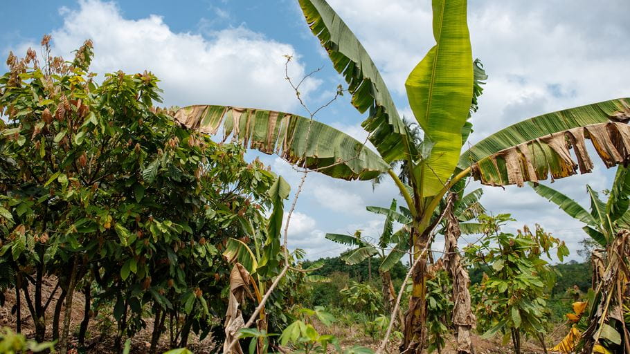 Banana trees and cocoa trees planted side by side in Ivory Coast | Tom Price/Tearfund