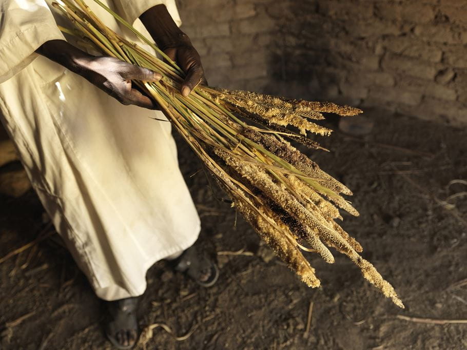 Someone holding a handful of millet crops