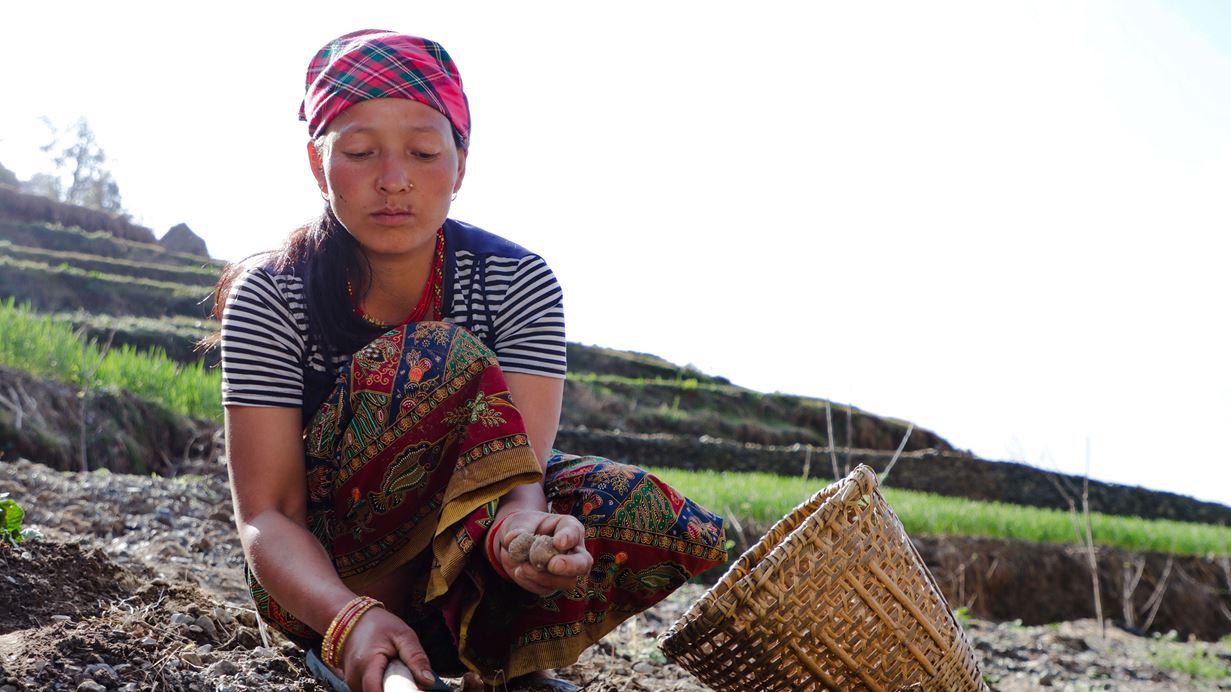 A woman harvesting crops.
