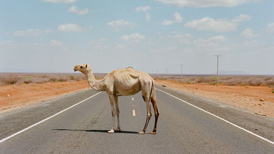 A camel stood in the middle of a road.