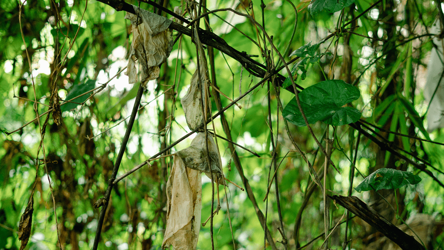 Plastic bags hang in a tree showing how high flood levels have risen 