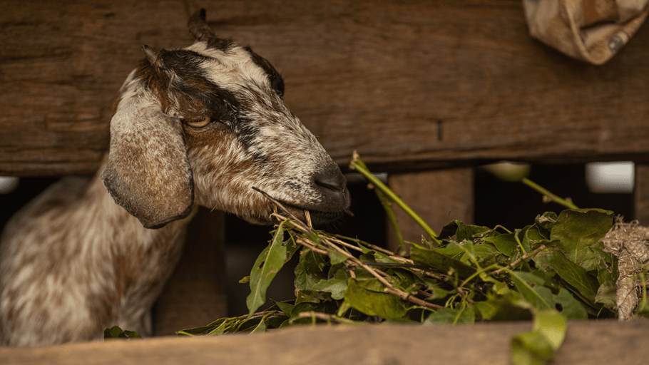A goat in its stall eats green leaves. Farmers in Nepal have been encouraged to feed their livestock in their stalls to prevent deforestation by grazing.