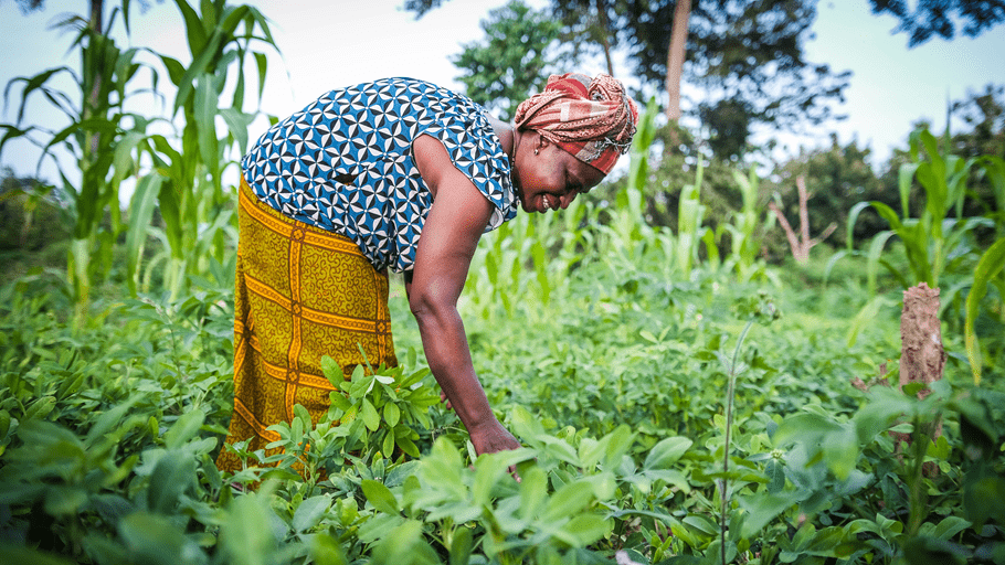 A woman bends over to examine her lush green crops.
