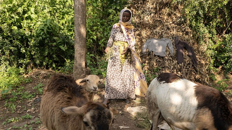 Zalika, wearing a long dress and a headscarf, stands in the shade of a large tree looking after three of her sheep.