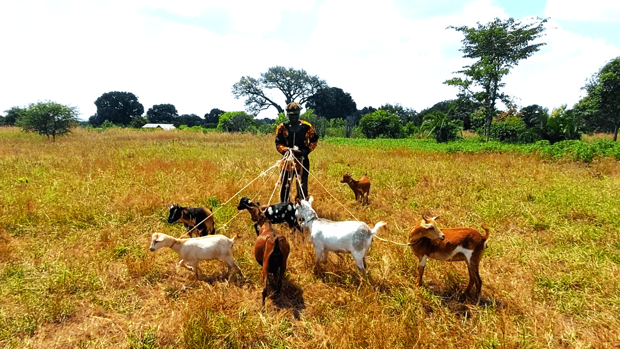 Isaac takes his seven goats to feed in a field