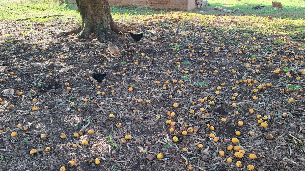 In the shade of a large mango tree, the ground is covered in ripe mangoes that have fallen. Several chickens are eating the mangoes.