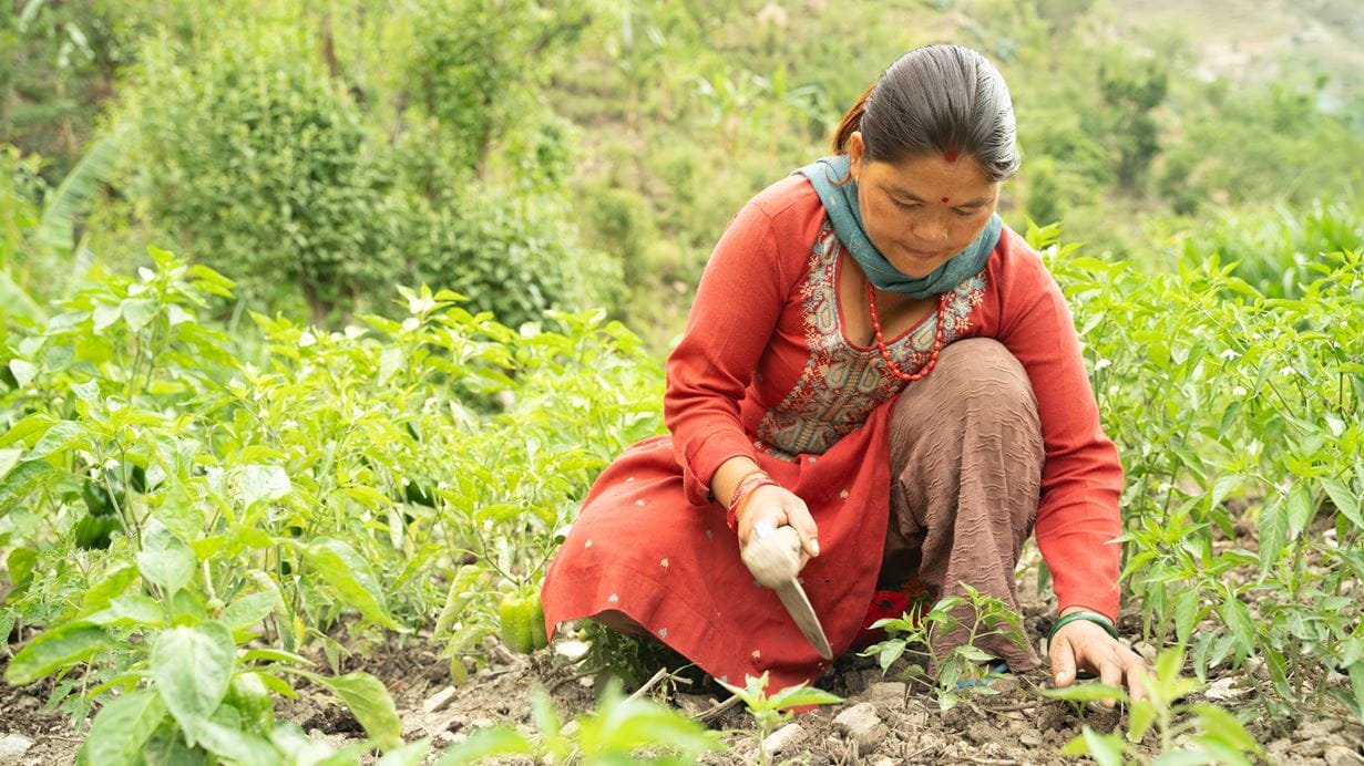 A woman in traditional Nepali dress kneels in a field as she tends to her vegetable crop.